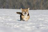 CORGI PEMBROKE 968